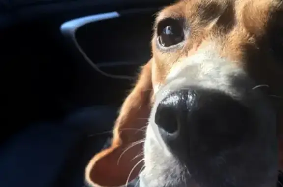 Пропала собака Бигль по кличке Элли в Наро-Фоминском районе