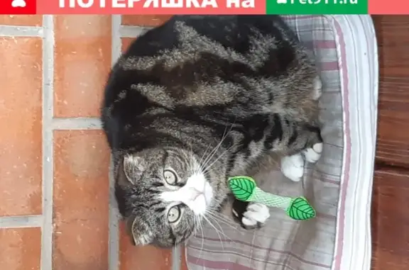 Пропала кошка в Воронеже