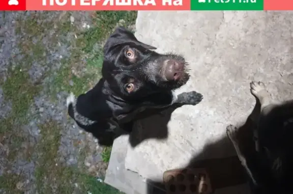 Собака Курцхаар дретхар найдена в Ростове, СНТ Вираж, 153.
