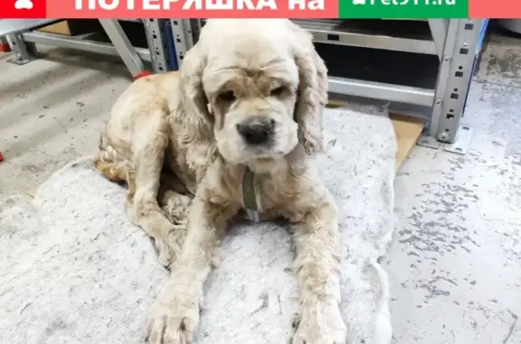 Собака с зеленым ошейником найдена в Иркутске