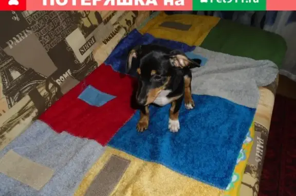 Собачка найдена в парке Ангелов, Кемерово.