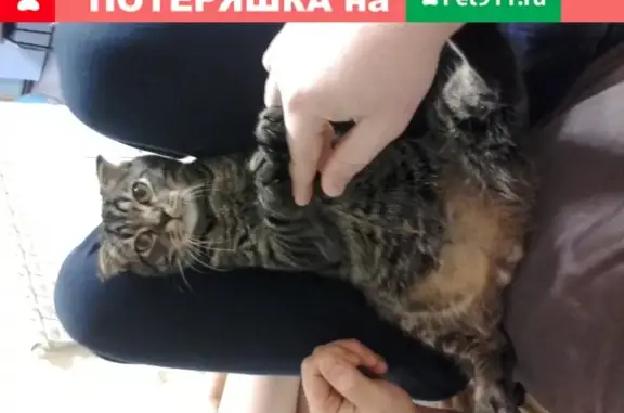 Пропал кот Филя в Белгороде