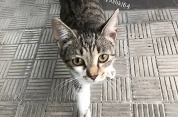 Потеряшка кошка на Университетской 28 в Саратове