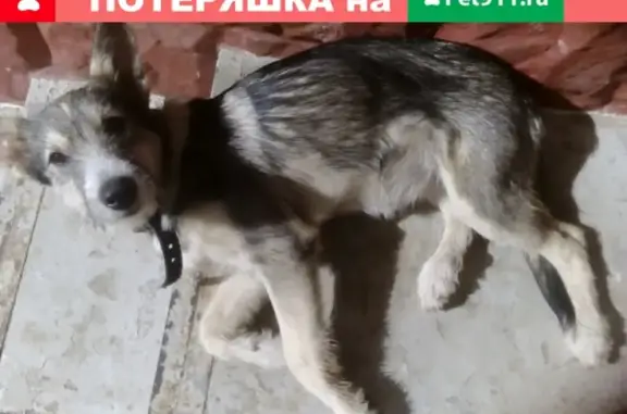 Собака найдена в Сафоновском детском доме-школе.