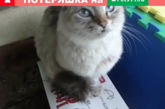 Найдена кошка в СНТ Дружба-5, Уфа