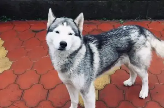 Пропала собака Анзор, сибирская хаски, Ставропольский край