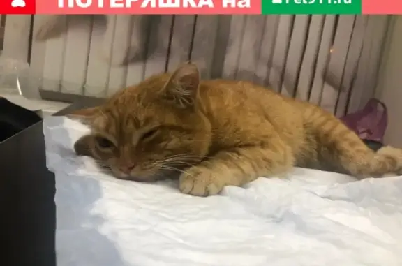 Найден кот на ул. Колхозная, отвезли в Беланту на Щербинке.