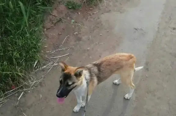 Пропала собака на Удмуртской в Ижевске