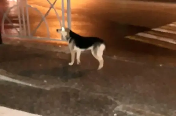 Найдена собака на перекрестке Юности-Шеболдаева в Ставрополе