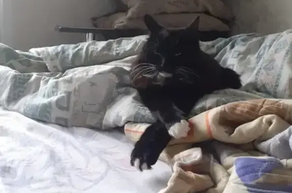 Пропала кошка на пр. Комсомольскому, 49, Кемерово