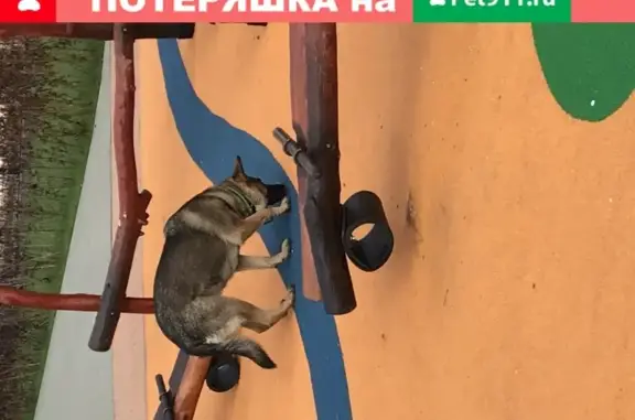 Собака в ошейнике на детской площадке в Красногорске