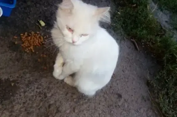 Потерян белый кот/кошка возле Ж/д вокзала в Челябинске