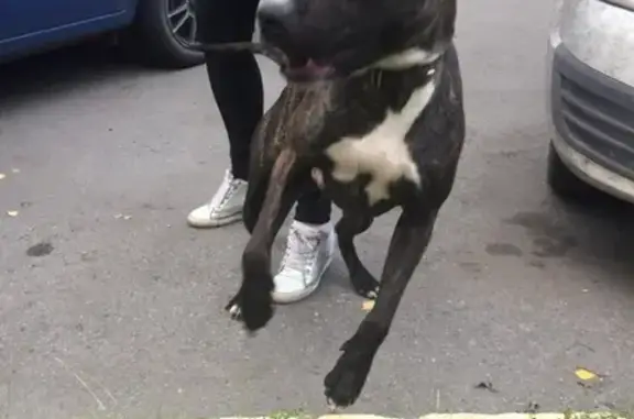 Собака стаффа найдена в Новокузнецке