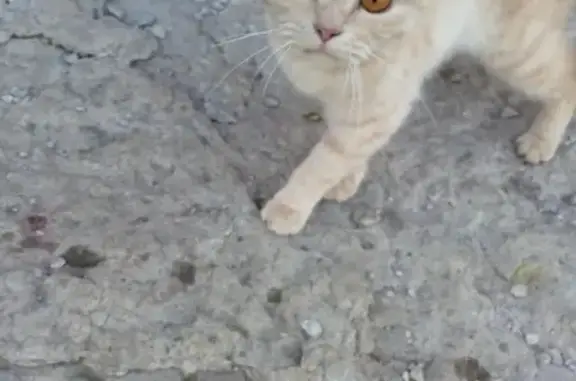 Срочно найдена молодая кошка в Назарово