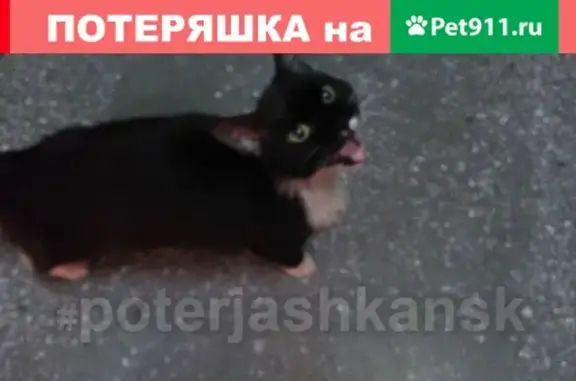 Пропала кошка на Дуси Ковальчук в Новосибирске