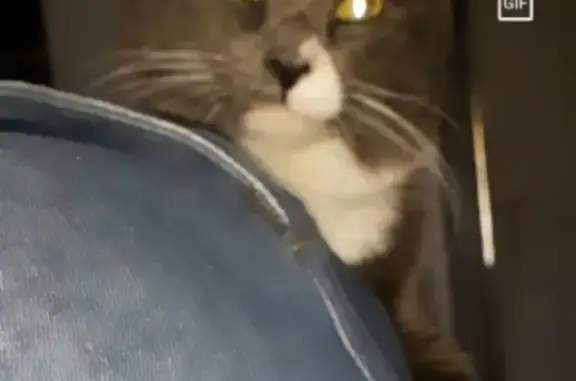 Потерянные животные Владивосток, фото: Пропала кошка во Владивостоке, рядом с остановкой Нерчинская