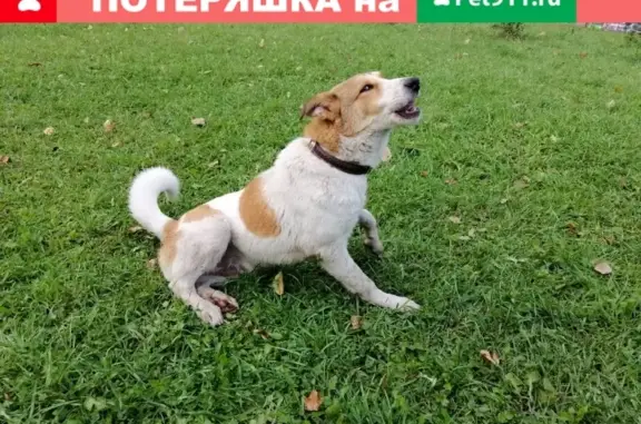 Найдена собака в районе метро Варшавское, ищем хозяина!