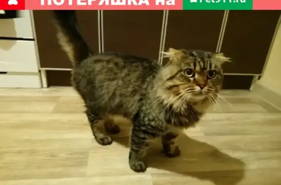 Найден кот, ул. Нижняя Дуброва, дом 46а