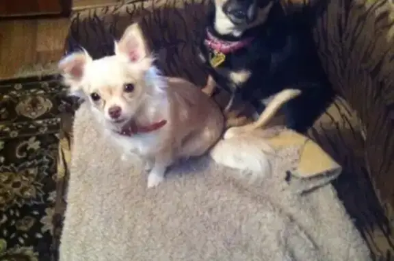 Собаки потеряшки, Кострома, фото: Потеряшка собака Белка в районе Островского, Кострома