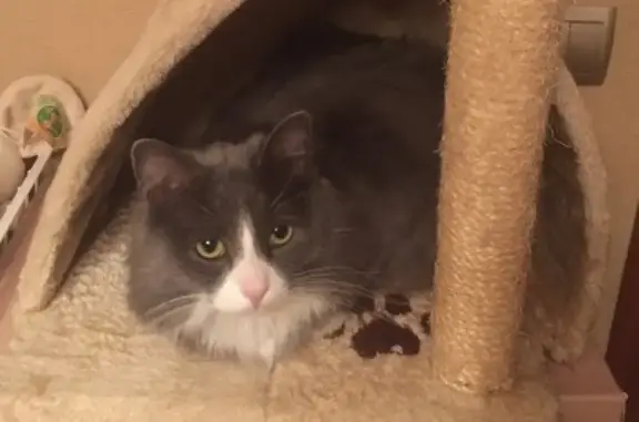 Кошки потеряшки, Москва, фото: Потеряшка пушистый серый кот в Москве, Тимирязевский район