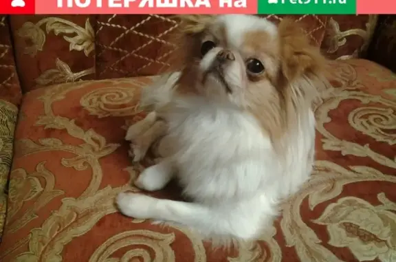 Собаки потеряшки, Санкт-Петербург, фото: Потеряшка собака СПб - Выборгский р-н, японский хин Веснушка, Учебный переулок.