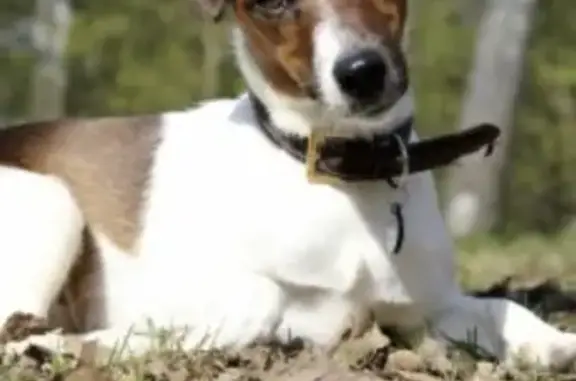 Пропала собака Решка в Тихвине