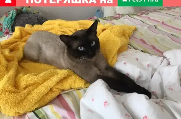 Пропала кошка в Краснодаре, район Пашковки.
