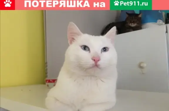Найден белый кот (Юго-Западный, Екатеринбург)