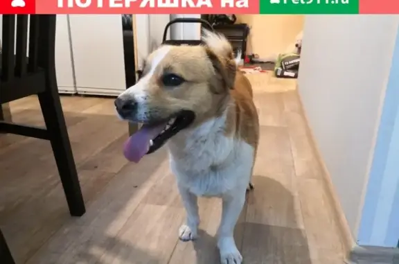 Найдена собака в Москве - #кличрегион77_50