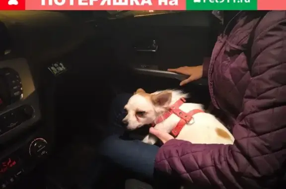 Найдена маленькая собачка на Авторадио, Пермь.