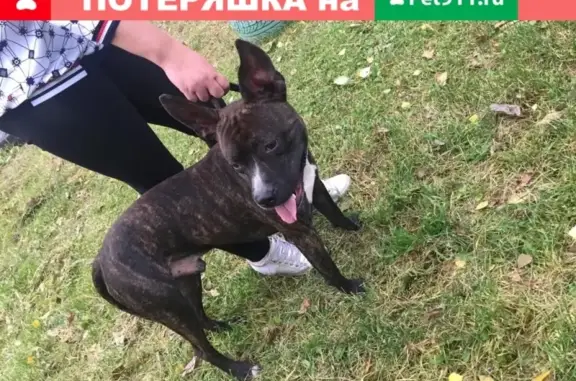 Найден пес на Комсомольской площадке, ищем старых хозяев или передержку