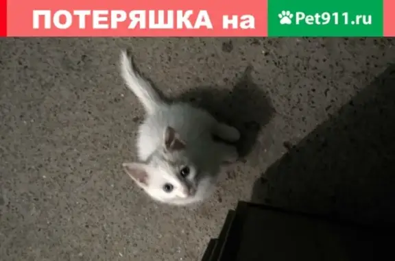 Найден котенок на Пролетарской 8 в Елабуге