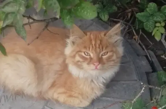 Найден рыжий котенок на севере Тамбова!