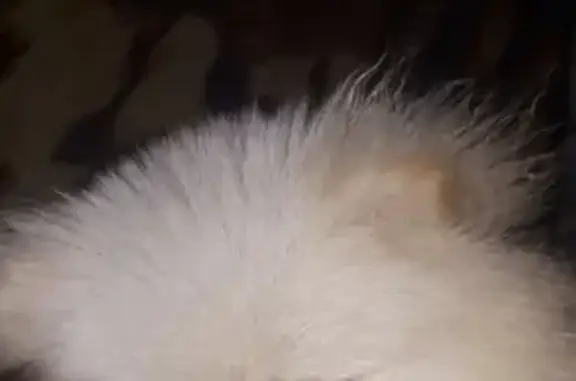 Собаки потеряшки, Тверь, фото: Потеряшка собака в Твери, помогите найти!