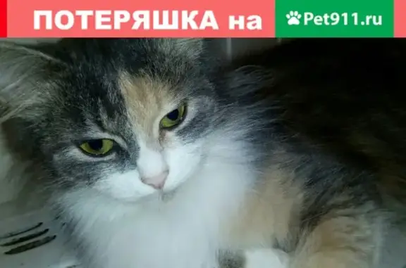 Пропала кошка Мася с ул. Прядильщиков (район ДК Льнокомбината)