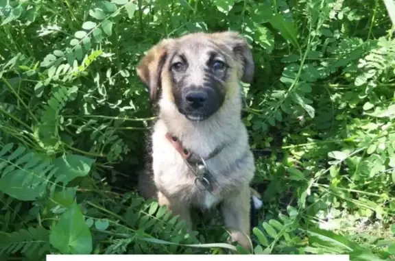 Собаки потеряшки, Ульяновск, фото: Потеряшка собака в селе Суходол, вознаграждение!