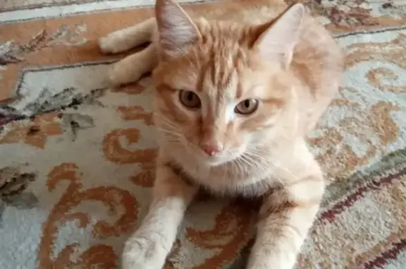Пропала кошка в Сыктывкаре, район Гимназии 1!