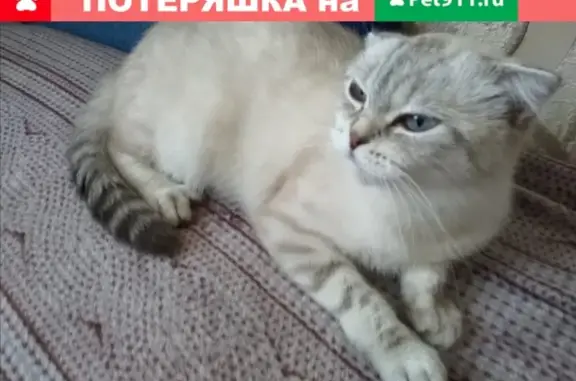 Пропала кошка АНЖЕЛА в Тарко-Сале