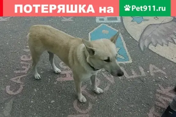 Собака найдена около школы №7 в Сегеже, Карелия.