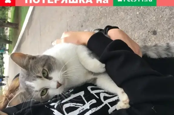 Потерянный котик на территории КубГАУ, Краснодар