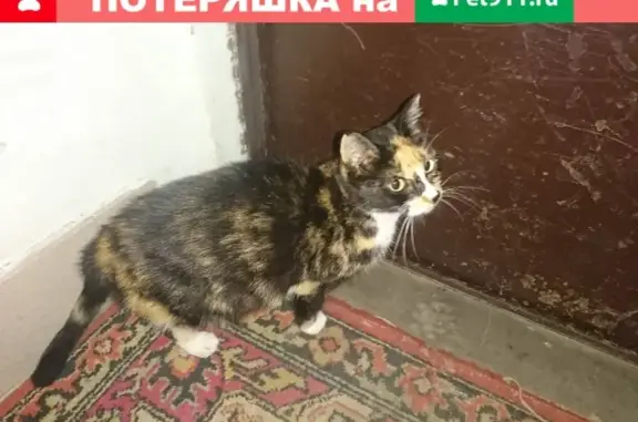 Найдена кошка в Химках, ул. Строителей