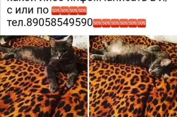 Кошки потеряшки, Курган, фото: Потеряшка кот на ул. Тельмана, западный район, Курган.