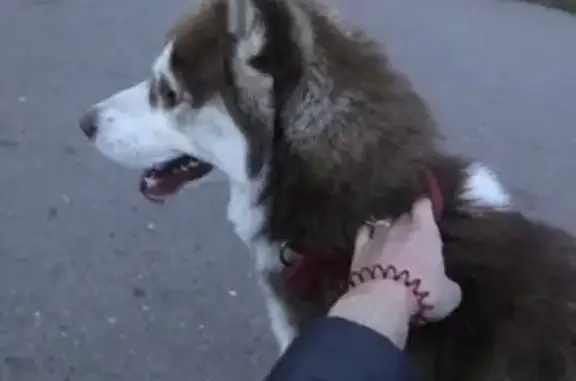Найдена собака в Ногинске, окрас бело-рыжий