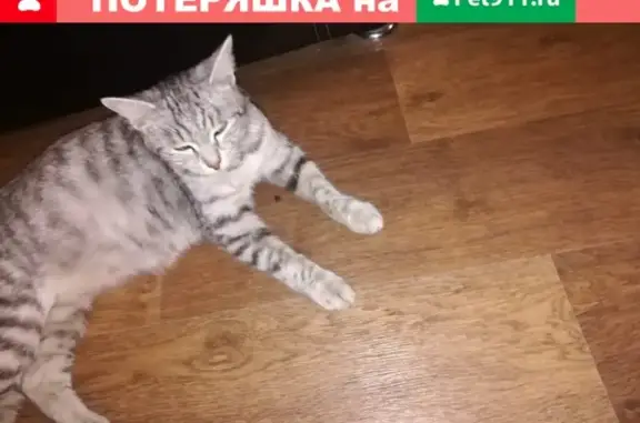 Найдена кошка в Волгограде, остановка 33-я столовая
