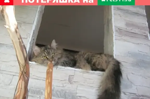 Пропала кошка в Кирове на Орджоникидзе 6! SOS!