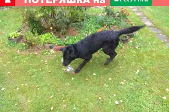 Найдена собака в Михайловском, Можайский р-н