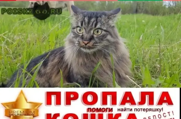 Кошки потеряшки, Красные Баки (Нижегородская - Горьковская), фото: Потеряшка кошка в д. Михайлово, Краснобаковский район