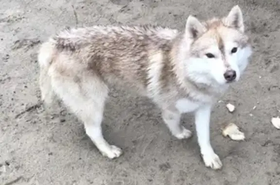 Найден пёс на кусту 279 Б, рядом с п. Солнечный