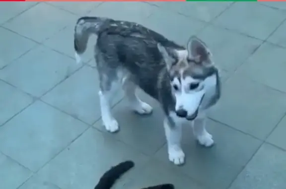 Собаки потеряшки, Анапа, фото: Потеряшка щенок Хаски в Супсехе.