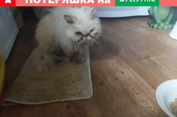 Найдена породистая кошка в Чехове